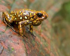 a yellow and black frog sitting on top of a red rock