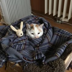 a cat laying on top of a blanket next to a stuffed animal