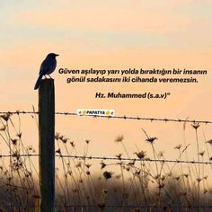 a blue bird sitting on top of a wooden post next to a barbed wire fence