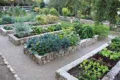 a garden filled with lots of different types of plants