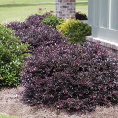 a bush with purple flowers in front of a house