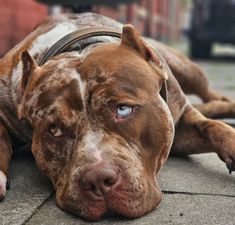 a brown and white dog laying on the ground