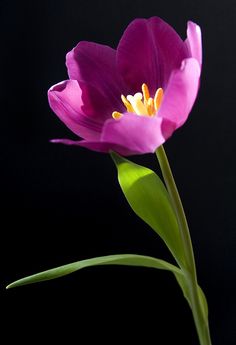 a single purple flower with green stems on a black background