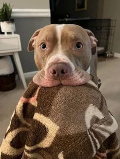 ```
"Cute Cuddles" Fluffy Pitbulls, Cute Dogs Pitbull, Pitbulls Cute, Baby Pitbulls Puppies, Pittbulls Dogs, Mini Pitbull, Puppy Pitbulls, Staffy Pitbull