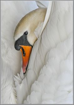 a close up of a white swan with its beak open