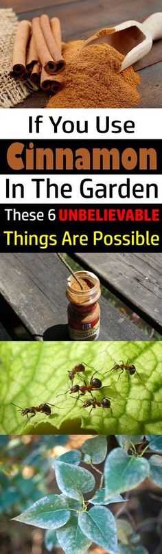 four different types of bugs in the garden with text that reads if you use cinnamon in the garden, these 6 unbelevable things are possible