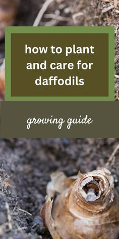 daffodil bulb in the ground Planting Daffodil Bulbs, Deadheading Flowers, Spring Blooming Flowers, Fall Flowers Garden, Compost Soil, Early Spring Flowers, Spring Flower Arrangements, Spring Garden Flowers, Daffodil Bulbs