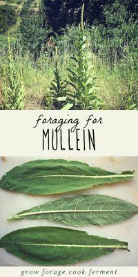 three green leaves with the title foraging for mullein on top and below it