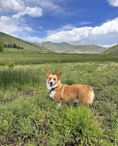 a brown and white dog standing on top of a lush green field