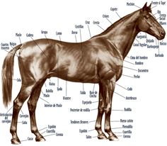 an image of a horse labeled in all its parts