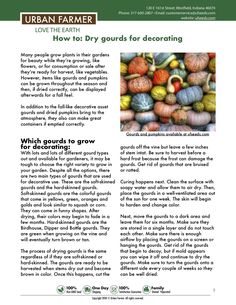 an article in the urban farmer magazine about how to dry gourds for decorating