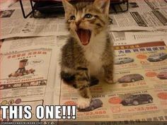 a cat yawning while sitting on top of newspaper with it's mouth open