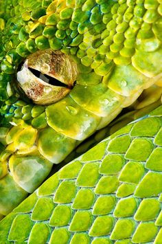 a green snake's head with its eyes open and tongue out, curled up