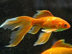 two goldfish swimming side by side in an aquarium