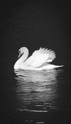 a white swan floating on top of a body of water