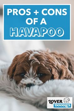 a brown and white dog laying on top of a bed next to a blue sign