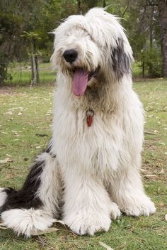 a shaggy white and black dog sitting on top of a grass covered field with trees in the background