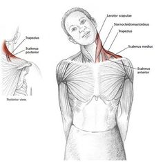 Common Neck & Shoulder Stretching Exercises | FrozenShoulder.com Anatomy Shoulder, Shoulder Stretching Exercises, Shoulder Stretching, Neck And Shoulder Stretches, Neck And Shoulder Exercises, Shoulder Stretches, Yoga Relaxation, Yoga Anatomy, Neck Exercises