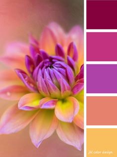 an image of a flower that is in color swatches with the same hues