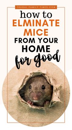 a rodent peeking out from its hole with the words how to eliminate mice from your home for good