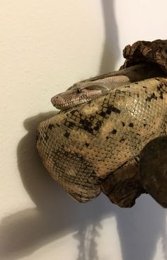 a snake that is laying down on the wall