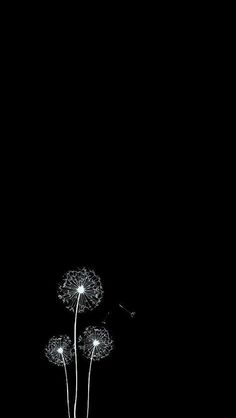 two dandelions are blowing in the wind on a black background with only one dandelion