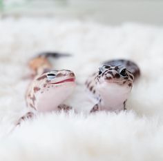 two small lizards sitting on top of a white rug