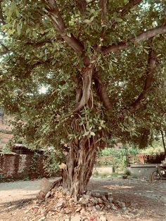 a large tree with vines growing on it's trunk