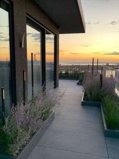 the sun is setting over an urban area with flowers and plants in front of large windows