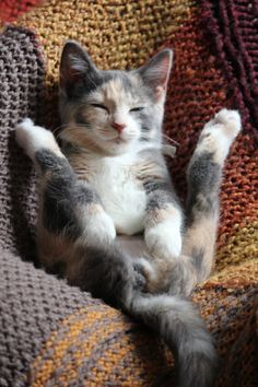 a gray and white cat laying on top of a couch