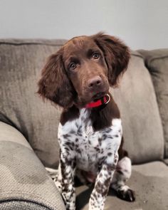 a brown and white dog sitting on top of a couch