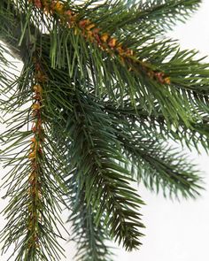 closeup of pine needles and cones on a tree branch against a white background with copy space