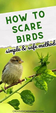 a bird sitting on top of a tree branch with the words how to scare birds simple & safe method