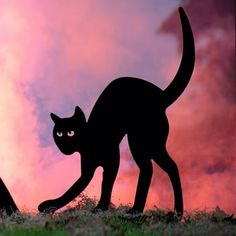 two black cats standing on top of a grass covered field under a pink sky with clouds