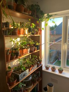 autumn sun hits different Plants Aesthetic Decor, Aesthetic House Plants, Pretty Plants Houseplants, Potted Plants Aesthetic, Apartment Plants Aesthetic, Plants Indoor Aesthetic, Books And Plants Aesthetic, Room With Plants Aesthetic, Indoor Garden Aesthetic