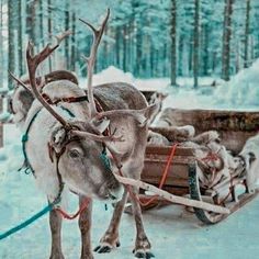 a reindeer pulling a sleigh in the snow