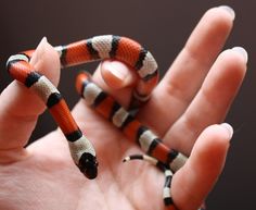 a small orange and black snake in someone's hand with it's fingers