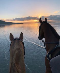 two horses are looking out over the water