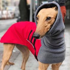 a brown dog wearing a red and gray hoodie on top of it's head