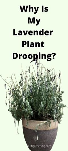 a potted plant with the words why is my lavender plant dropping?