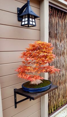 a bonsai tree sitting on top of a wooden shelf in front of a building