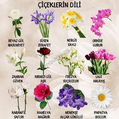 the flowers are labeled in different languages