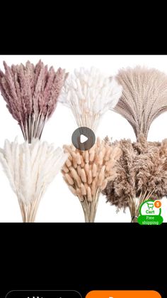 three different types of flowers are shown in this screenshote screen shot with the caption