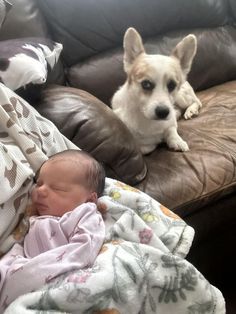 a dog laying on top of a couch next to a baby sleeping in a blanket