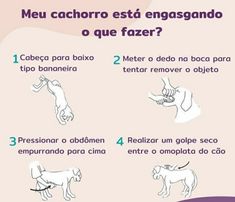 the instructions for how to train a dog in spanish and english with pictures on it