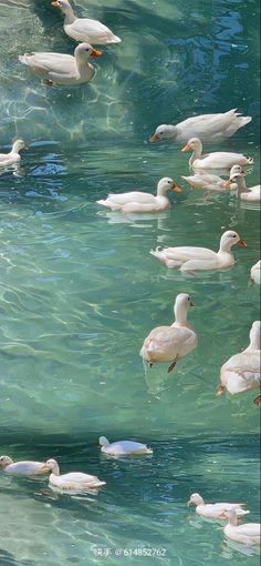 many white birds are swimming in the water