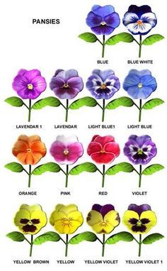 an image of pansies with their names in english and french colors on them, including blue, yellow, pink, purple, green leaves