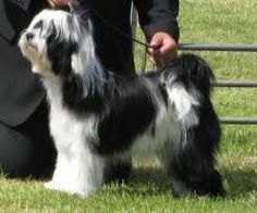 a dog is being groomed by its owner in the grass at a dog show