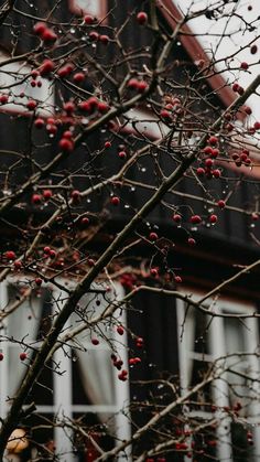 a tree with red berries in front of a house