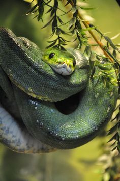 a green snake is curled up on a branch with its mouth open and tongue out